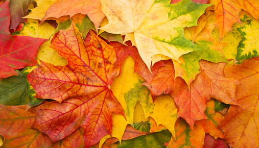 https://tickertapecdn.tdameritrade.com/assets/images/pages/md/Fall colors: The best six months of the trading year are about to begin. Find out what that means here.