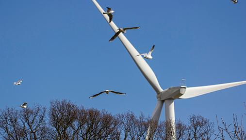 https://tickertapecdn.tdameritrade.com/assets/images/pages/md/Alternative Energy Investing Birds Windmill