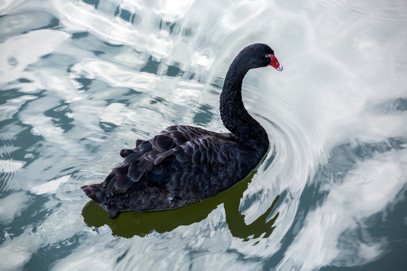 https://tickertapecdn.tdameritrade.com/assets/images/pages/md/black swan: how to spot and prepare for unpredictable events
