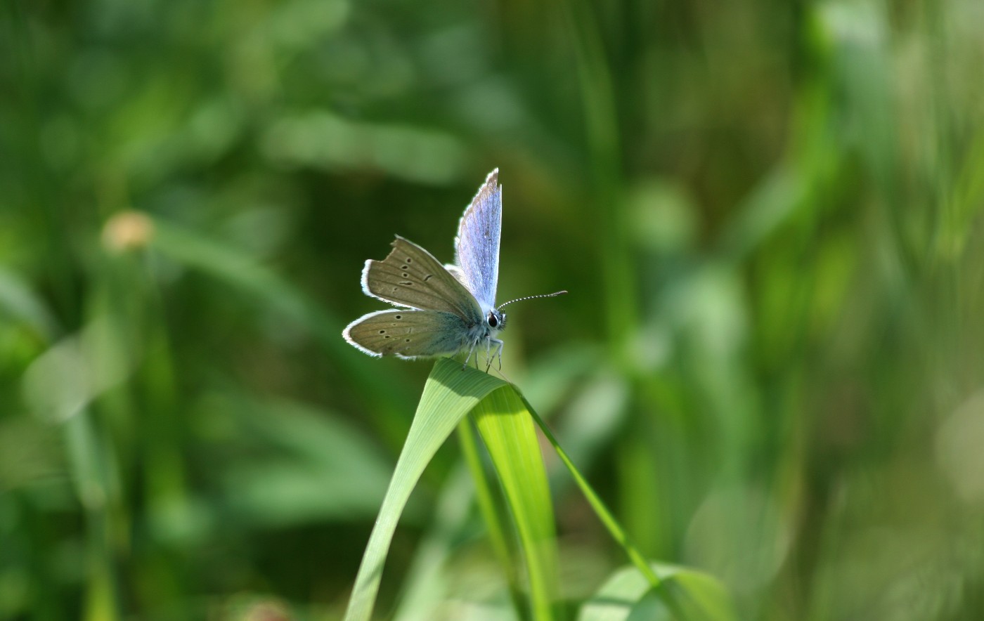 https://tickertapecdn.tdameritrade.com/assets/images/pages/md/Butterfly with broken wing: Broken butterfly spreads