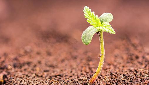 https://tickertapecdn.tdameritrade.com/assets/images/pages/md/Cannabis Sprout Seedling
