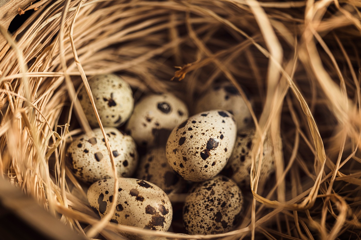 https://tickertapecdn.tdameritrade.com/assets/images/pages/md/Eggs in a nest: Retirement income nest egg
