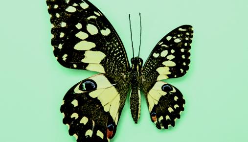 https://tickertapecdn.tdameritrade.com/assets/images/pages/md/unbalanced butterfly