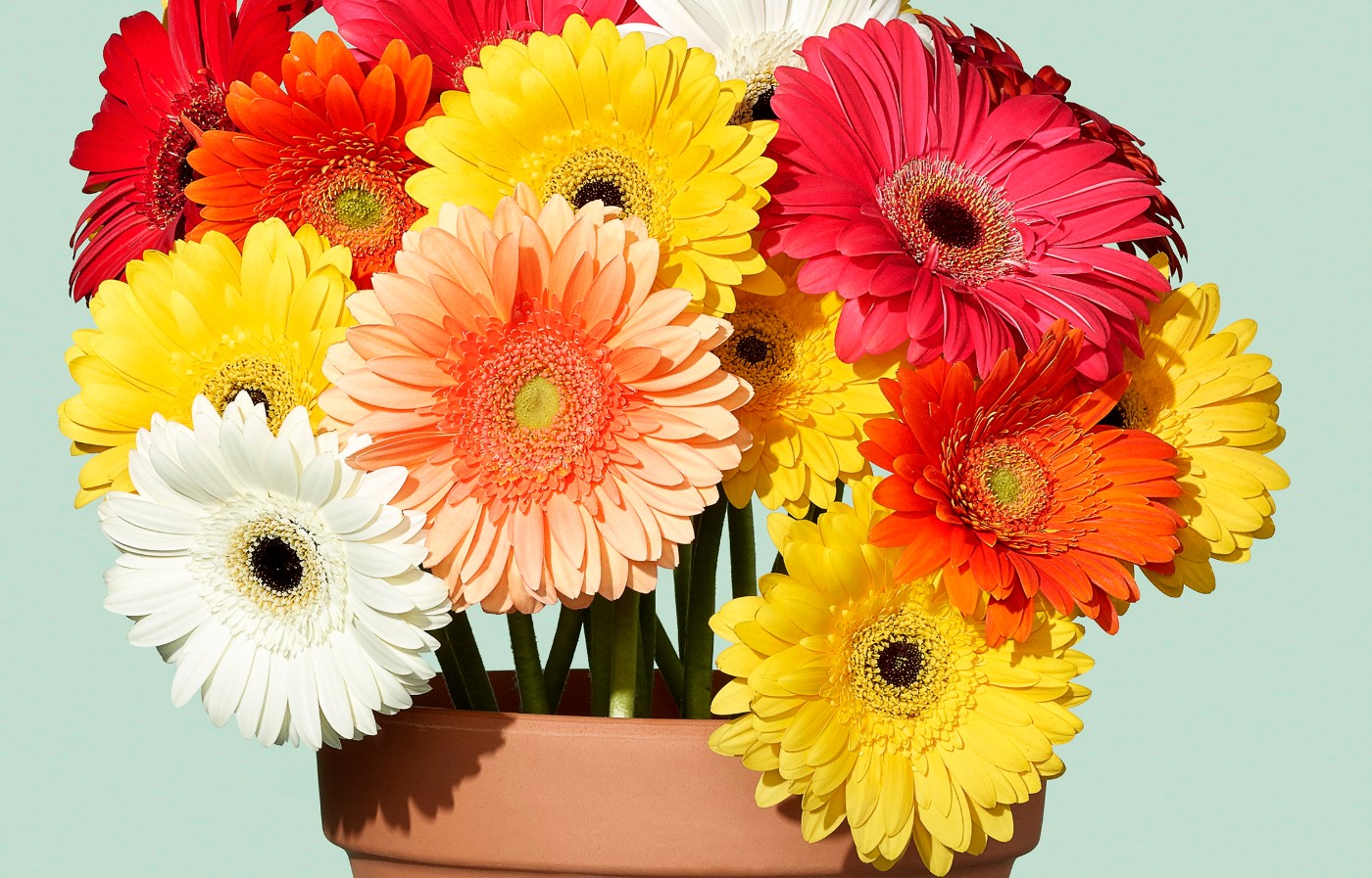 https://tickertapecdn.tdameritrade.com/assets/images/pages/md/Flower pot overgrown with different colored daisies