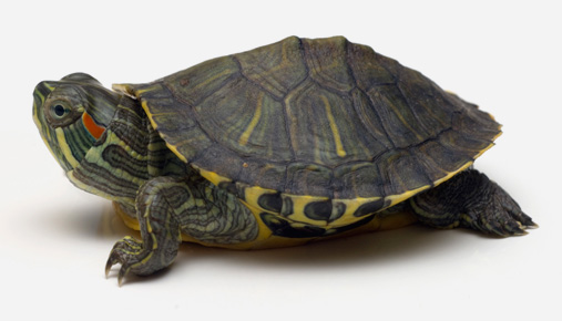 https://tickertapecdn.tdameritrade.com/assets/images/pages/md/Turtle: Richard Dennis and the legendary turtle traders experiment